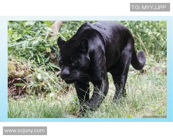 黑豹与美洲豹的生存之争：谁才是真正的丛林霸主